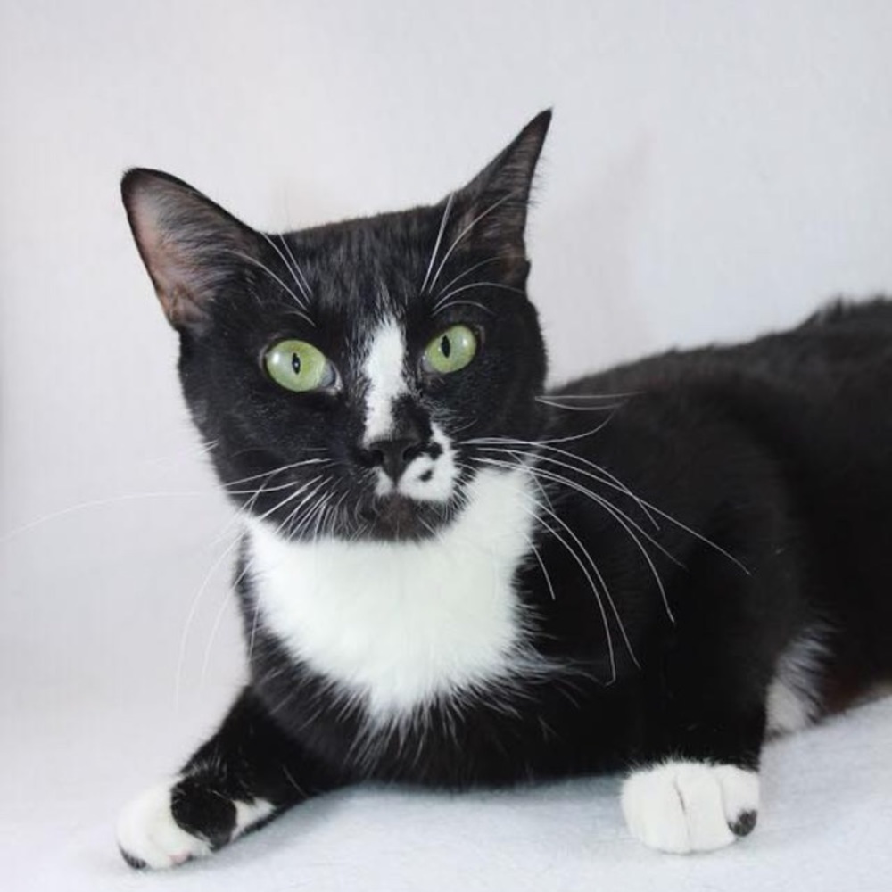 Meet your Posher, Mittens